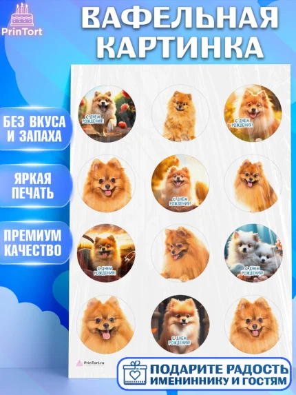 Вафельная картинка, Шпиц, Девочка, День рождения, арт. PT213553